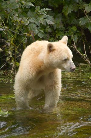 Kermode bear